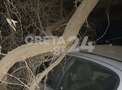 Hράκλειο: Εικόνες από το δέντρο που έπεσε πάνω σε αυτοκίνητα – Γιατί δεν θα φυτευτεί άλλο στο ίδιο ακριβώς σημείο