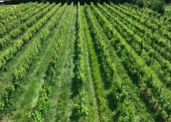 Η καθοριστική σημασία της υγείας των φυτών για την Ελλάδα και την Ευρώπη