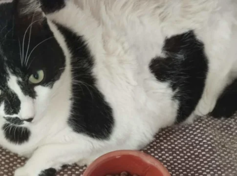 Η νέα ζωή της στρουμπουλής viral γάτας από την Κρήτη – Με νέο όνομα και σπίτι, τι κάνει σήμερα (εικόνες)