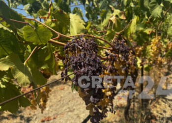 Ηράκλειο: Ανυπολόγιστη καταστροφή στα αμπέλια (εικόνες)