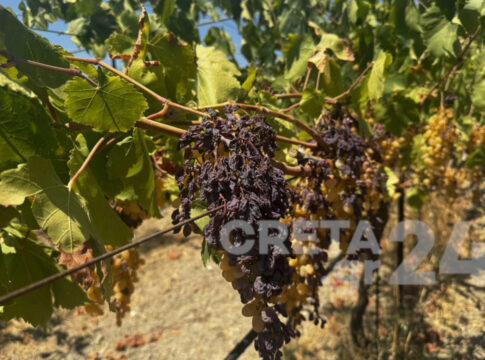 Ηράκλειο: Ανυπολόγιστη καταστροφή στα αμπέλια (εικόνες)