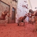 Ισπανία - La Tomatina: Πάνω από 22.000 άτομα και 120.000 κιλά ντομάτες - Δείτε βίντεο