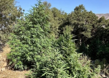 Κρήτη: 47χρονος είχε στο χωράφι χασισόδεντρα και στο σπίτι… χειροβομβίδες