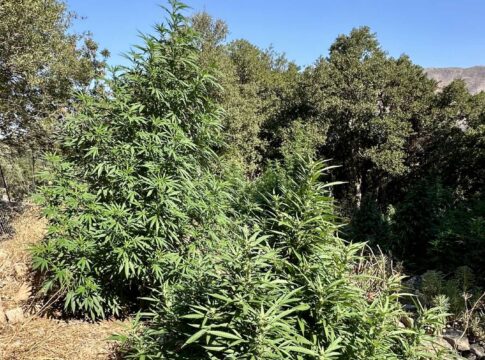 Κρήτη: 47χρονος είχε στο χωράφι χασισόδεντρα και στο σπίτι… χειροβομβίδες