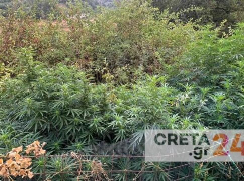 Κρήτη: Οκτώ φυτείες κάνναβης «ξεσκέπασε» η ΕΛ.ΑΣ. – Χειροπέδες σε 35χρονο, αναζητούνται οι υπόλοιποι… καλλιεργητές