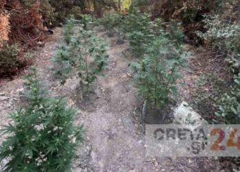 Κρήτη: Βρήκαν φυτείες με 38 χασισόδεντρα – Ψάχνουν τους καλλιεργητές