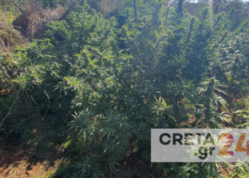 Μυλοπόταμος: Βρήκαν τα δεκάδες δενδρύλλια, έπιασαν και τους… καλλιεργητές