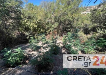 Μυλοπόταμος: Βρήκαν τα δεκάδες δενδρύλλια, έπιασαν και τους… καλλιεργητές – Εικόνες