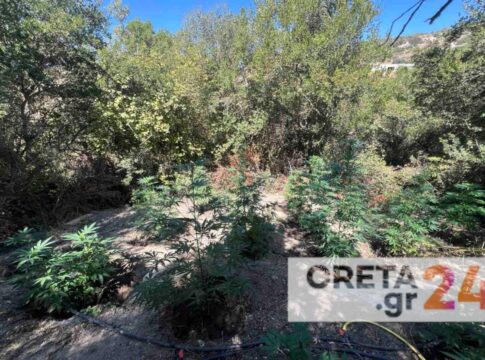 Μυλοπόταμος: Βρήκαν τα δεκάδες δενδρύλλια, έπιασαν και τους… καλλιεργητές – Εικόνες