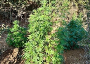 Μυλοπόταμος: «Ξερίζωσε» άλλα 110 δενδρύλλια κάνναβης η ΕΛ.ΑΣ. και αναζητά τους ιδιοκτήτες (εικόνες)