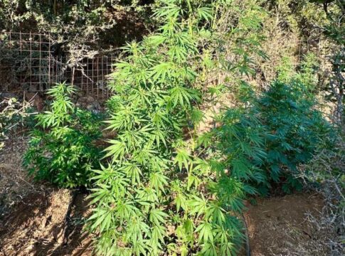 Μυλοπόταμος: «Ξερίζωσε» άλλα 110 δενδρύλλια κάνναβης η ΕΛ.ΑΣ. και αναζητά τους ιδιοκτήτες (εικόνες)