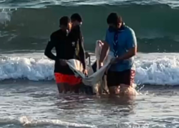 Μυτιλήνη: Μάχη τεσσάρων ημερών για να σωθεί ο μικρός Ορφέας, ένα δελφίνι που ξεβράστηκε σε παραλία