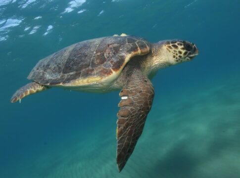 Νέο περιστατικό δαγκώματος από χελώνα στο Μαράθι