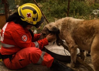 Ο Ελληνικός Ερυθρός Σταυρός διοργανώνει μεγάλη δράση για τους τετράποδους φίλους μας στην Λότζια