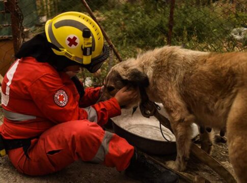 Ο Ελληνικός Ερυθρός Σταυρός διοργανώνει μεγάλη δράση για τους τετράποδους φίλους μας στην Λότζια