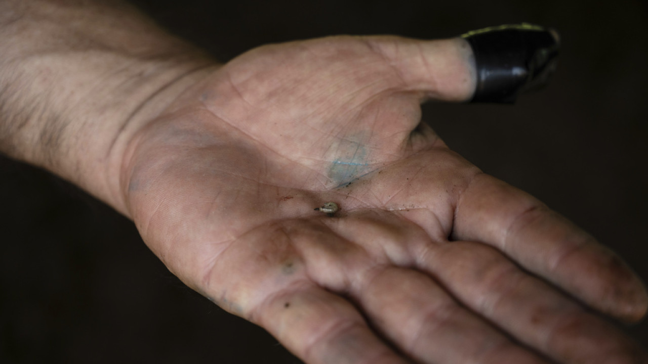 Οι ΗΠΑ επιβεβαίωσαν το πρώτο κρούσμα σε άνθρωπο του «σκουληκιού του Νέου Κόσμου»