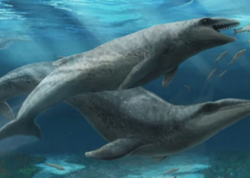 Προϊστορική φάλαινα ανακαλύφθηκε στην Αυστραλία - Δείτε πώς έμοιαζε