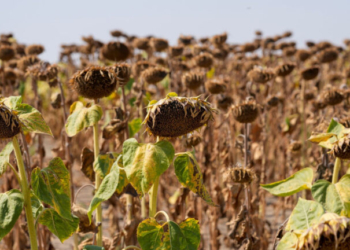 Σερβία: Ρεκόρ θερμοκρασίας τον Ιούλιο - 42,4 βαθμοί στο Κόσοβο