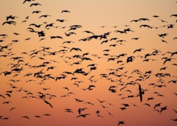 Στάση για ξεκούραση και τροφή η Κρήτη για εκατοντάδες είδη πουλιών – Λιγοστεύουν τα χελιδόνια