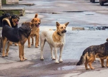 Στειρώσεις αδέσποτων ζώων συντροφιάς από τον δήμο Αποκορώνου