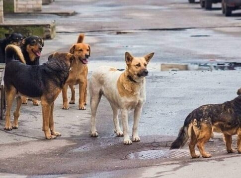 Στειρώσεις αδέσποτων ζώων συντροφιάς από τον δήμο Αποκορώνου