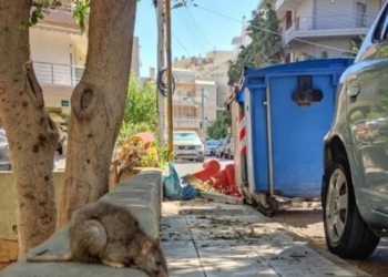 Tεράστιο ποντίκι… σουλατσάρει στο Μασταμπά – Kαι στο βάθος σκουπίδια!
