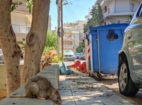 Tεράστιο ποντίκι… σουλατσάρει στο Μασταμπά – Kαι στο βάθος σκουπίδια!