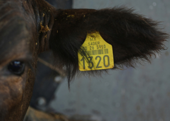 Τι είναι το σκουλήκι του Νέου Κόσμου