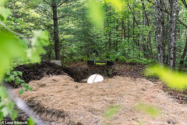 The casket was buried in the forest in Mr Ancker's property in Maine. His daughter said he will be 'fully part of the garden by winter'