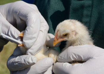 Βουλγαρία: Κρούσματα γρίπης των πτηνών σε τρία αγροκτήματα στο νότιο τμήμα της χώρας