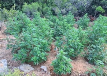 Βρήκαν χασισοφυτεία σε φαράγγι της Κρήτης – Μεγάλη επιχείρηση της ΕΛ.ΑΣ και δύο συλλήψεις