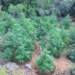 Βρήκαν χασισοφυτεία σε φαράγγι της Κρήτης – Μεγάλη επιχείρηση της ΕΛ.ΑΣ και δύο συλλήψεις