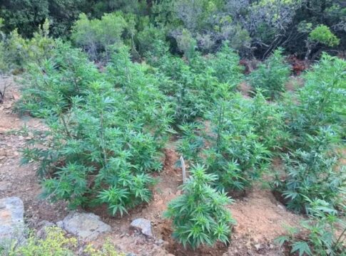 Βρήκαν χασισοφυτεία σε φαράγγι της Κρήτης – Μεγάλη επιχείρηση της ΕΛ.ΑΣ και δύο συλλήψεις