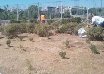 Ξεκίνησε ο καλλωπισμός και η συντήρηση των χώρων πρασίνου σε όλα τα σχολεία του Δήμου Ηρακλείου