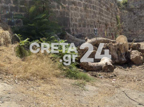 Ξερά χόρτα και κομμένοι κορμοί ακόμα και σήμερα στα Ενετικά Τείχη (βίντεο) – Τι απαντά ο Δήμος Ηρακλείου για την αποκάλυψη του Creta24