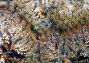 Ζελατινώδεις οργανισμοί εμφανίζονται σε λίμνες και ποτάμια των ΗΠΑ