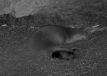 Αλόννησος: Μεσογειακή φώκια μεγαλώνει το μωρό της σε ανοιχτή παραλία του νησιού
