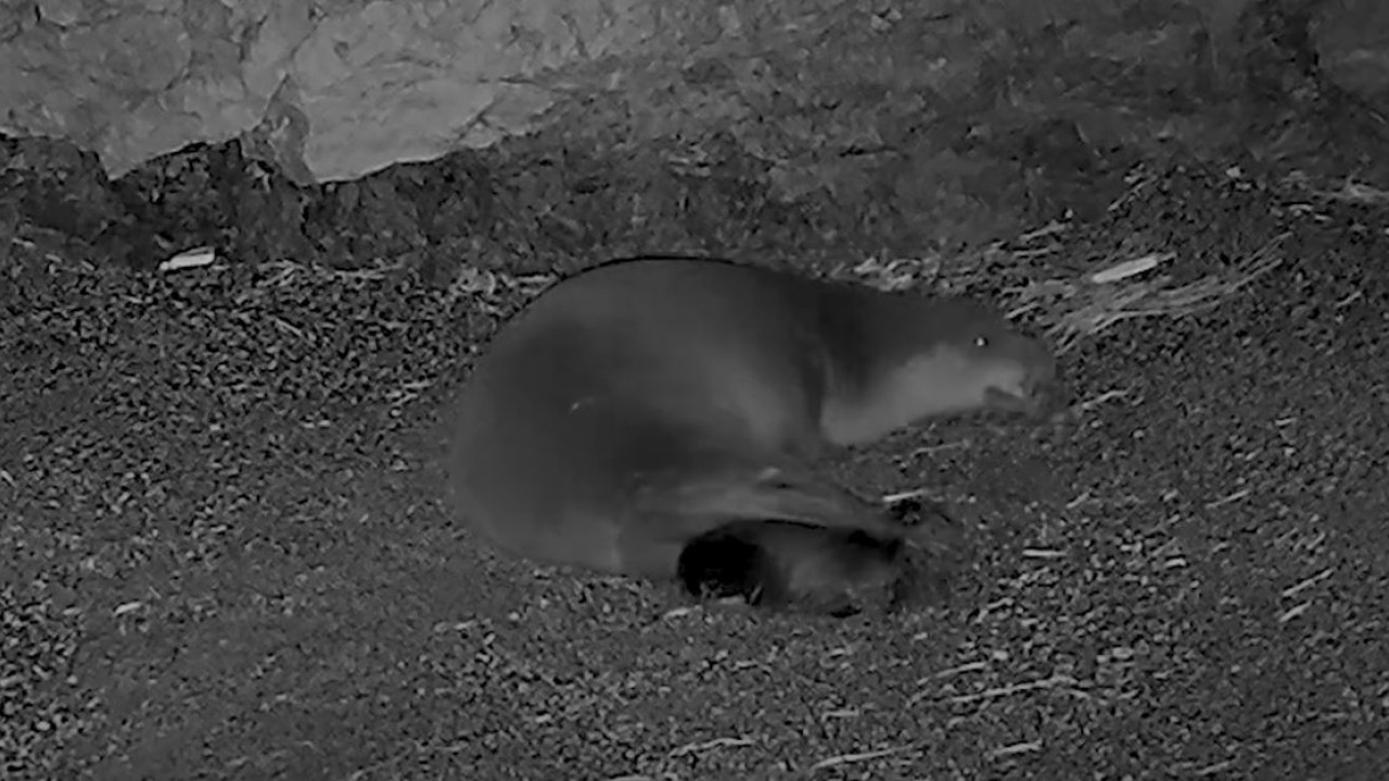 Αλόννησος: Μεσογειακή φώκια μεγαλώνει το μωρό της σε ανοιχτή παραλία του νησιού