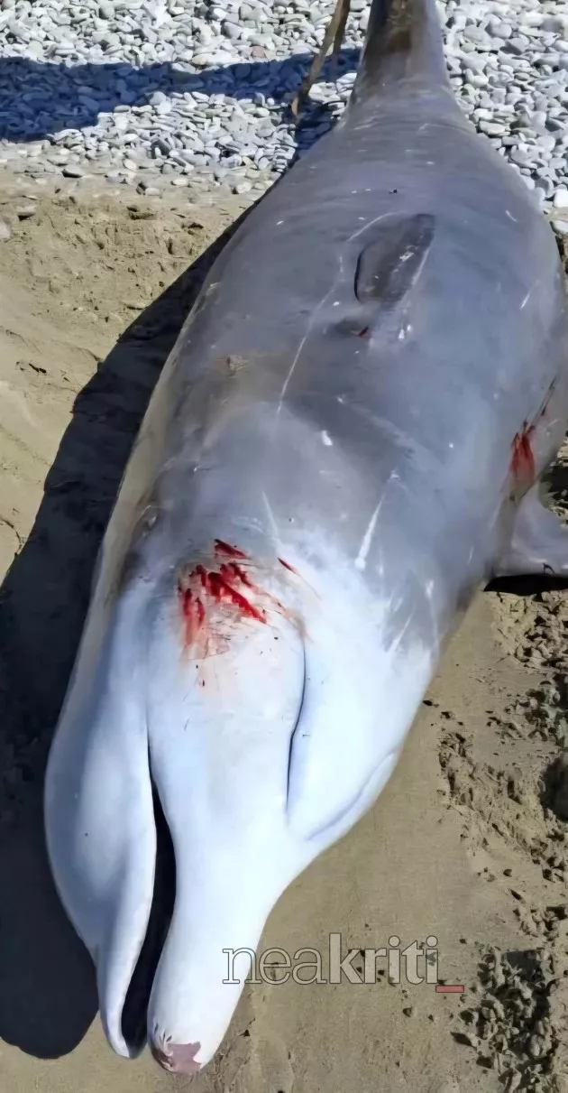 Νεκρή φάλαινα στην Κρήτη