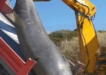 Ανησυχία για τις φάλαινες που εντοπίστηκαν σε ακτές της Κρήτης