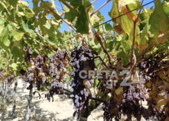 Απελπισία για τους παραγωγούς: Αμπέλια δεν τρυγήθηκαν, αβέβαιη η νέα καλλιεργητική σεζόν