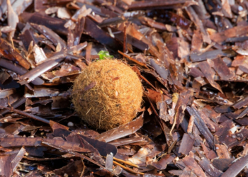Μπάλες Ποσειδώνα: Βρίσκονται σε ακτές της Μεσογείου- Ο ρόλος τους στο περιβάλλον