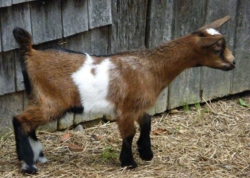 Χανιά: Πυροσβέστες έσωσαν κατσικάκι που είχε πέσει σε στέρνα 7 μέτρων!