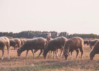 Εγκληματική οργάνωση ζωοκλοπών στην Κρήτη: Στα χέρια της ΕΛ.ΑΣ. πατέρας, γιος και ανιψιός