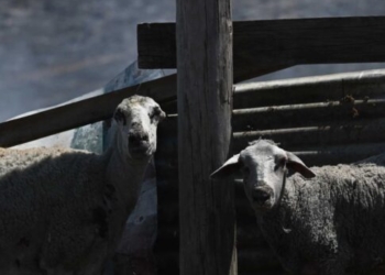 Έκρυβε το κλεμμένο μηχανάκι ανάμεσα στα αιγοπρόβατα και τις ζωοτροφές