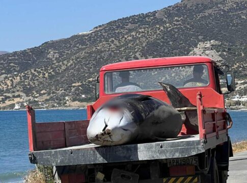Εκβρασμός ζιφιών νότια της Κρήτης: Αυτή είναι η πιθανότερη αιτία θανάτου τους