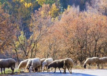 Ένωση Δημάρχων Κρήτης: Να καταβληθούν άμεσα οι ενισχύσεις στους πραγματικούς και νόμιμούς αγροτοκτηνοτρόφους