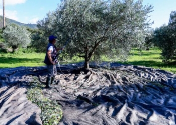 Επιστολή Τζεδάκη σε Τσιάρα – Χρυσοχοΐδη με φόντο τον ΟΠΕΚΕΠΕ: «Να σταματήσει η στοχοποίηση του αγροδιατροφικού τομέα της Κρήτης»