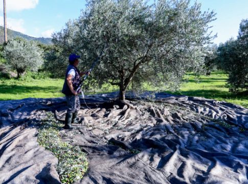 Επιστολή Τζεδάκη σε Τσιάρα – Χρυσοχοΐδη με φόντο τον ΟΠΕΚΕΠΕ: «Να σταματήσει η στοχοποίηση του αγροδιατροφικού τομέα της Κρήτης»