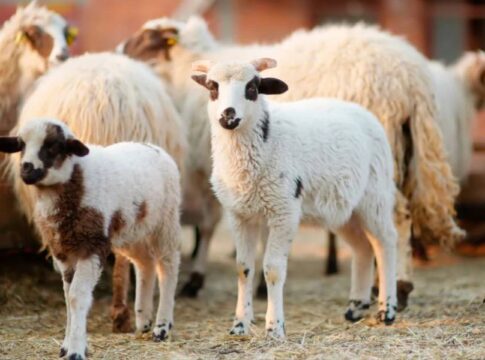 Ευλογιά αιγοπροβάτων: «Καθαρή» η Κρήτη – Η διευκρίνιση και η έκκληση του Σταύρου Τζεδάκη